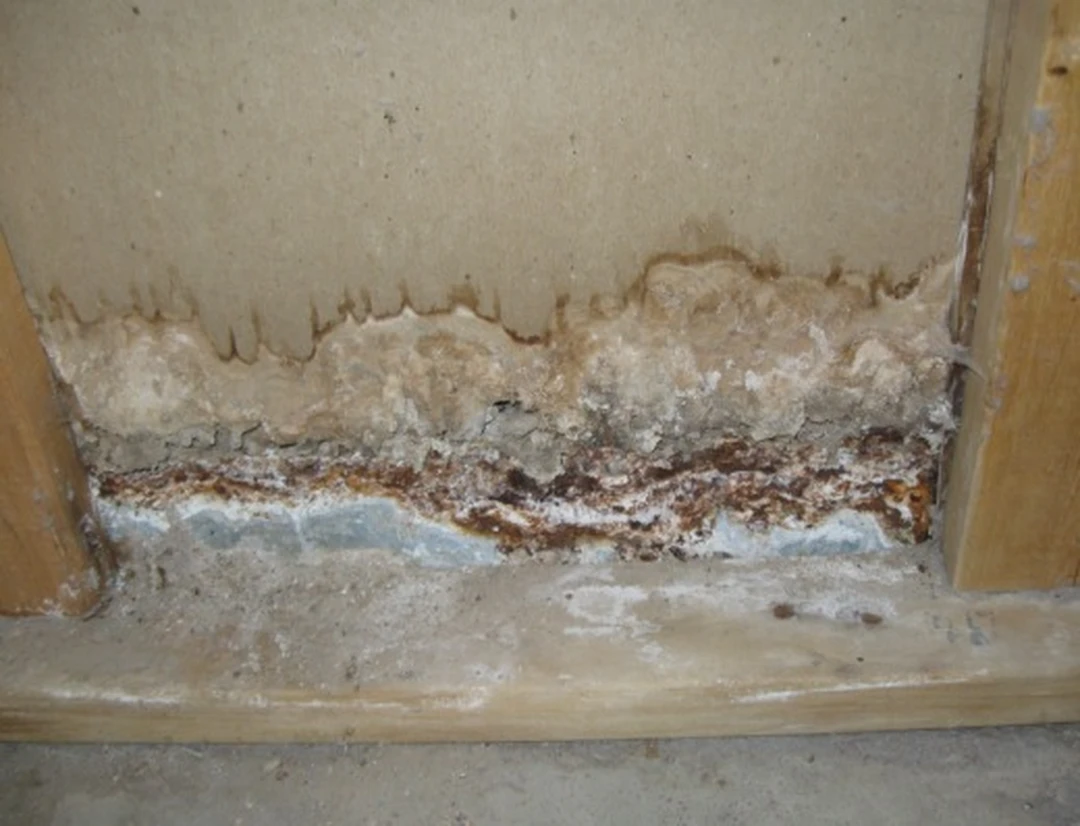 alternaria mold infestation on household wall and baseboard