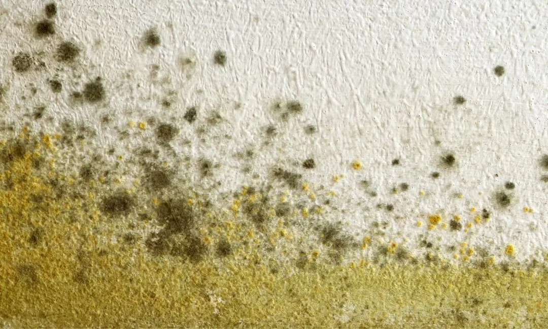 cladosporium mold on wall