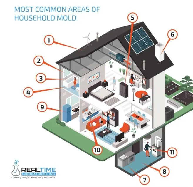 household mold areas infographic