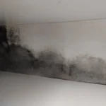 mold on the wall of a house in alaska