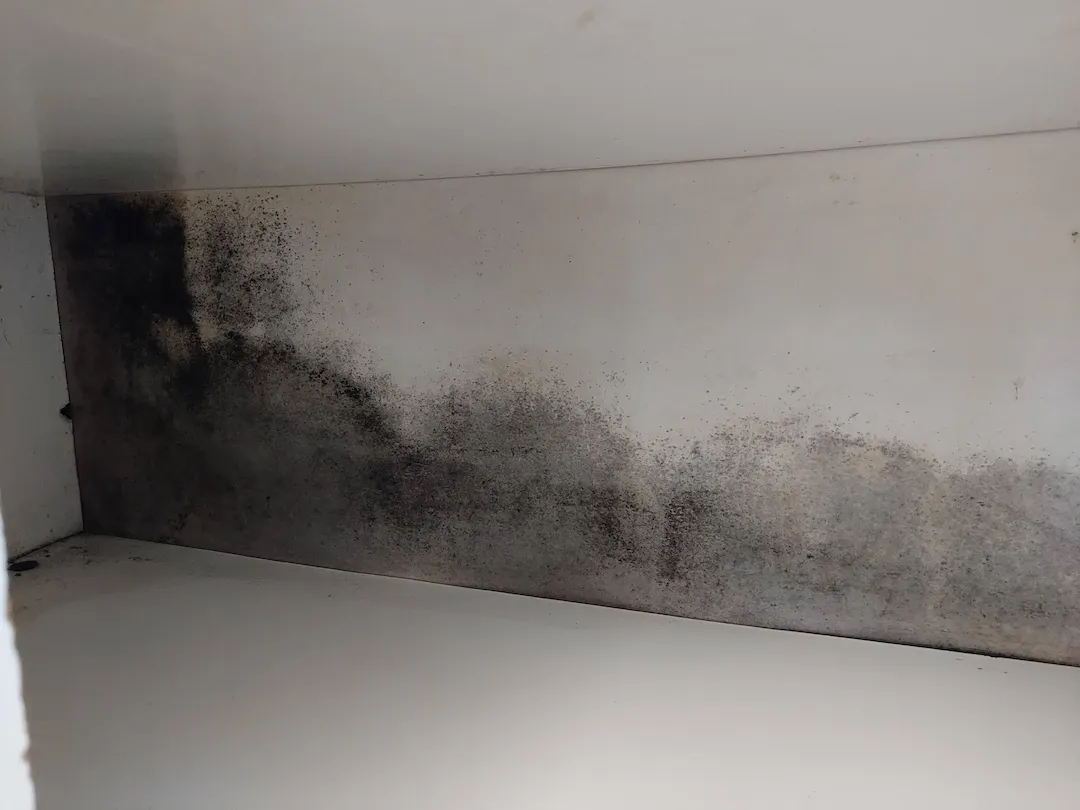 mold on the wall of a house in alaska